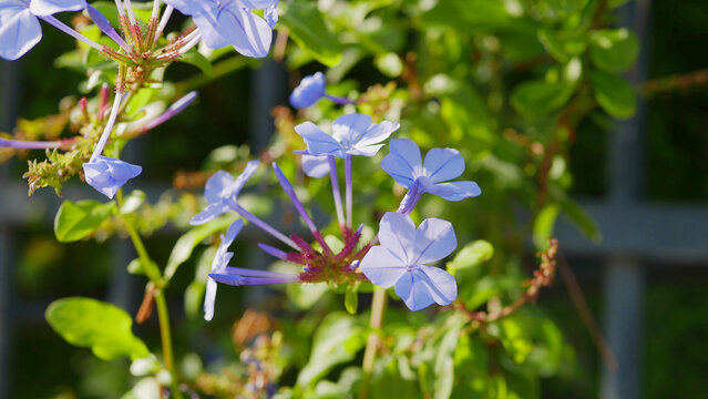 blooming plumbago plant in a garden