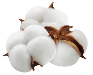 Cotton flower isolated