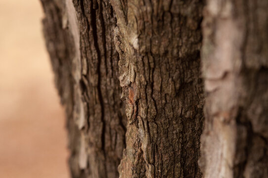 bark of a tree