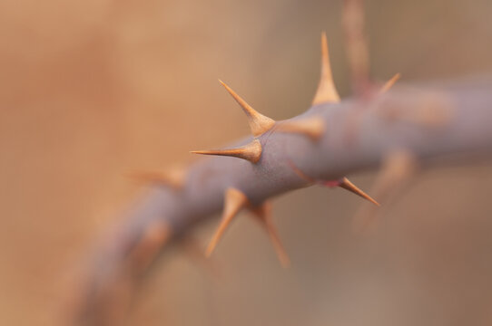 rose thorns on a thorns