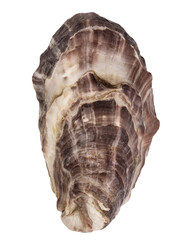 Oyster isolated © grey