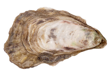 Oyster isolated © grey