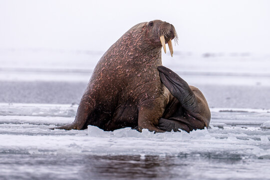 Walrus resting on ice in Svalbard