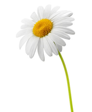 Chamomile isolated