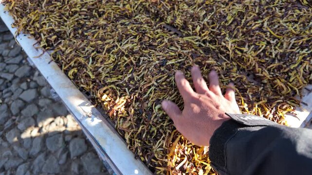 Hand touches sundried seaweed.