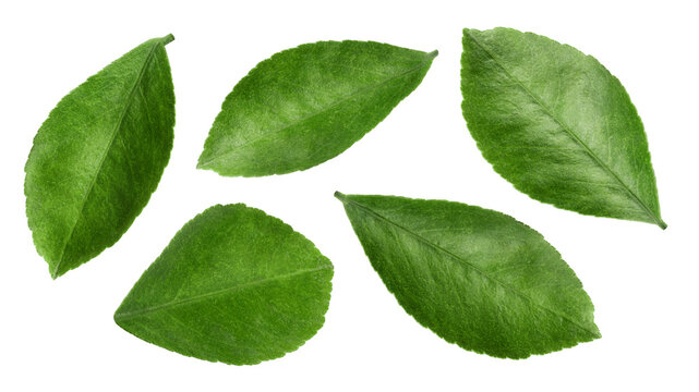 Citrus leaf, lemon, orange, grapefruit, lime, isolated