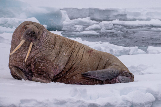 Walrus resting on ice in Svalbard