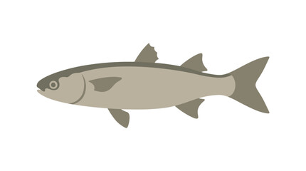 Obraz premium Mullet Fish Vector Illustration