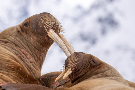 Walrus resting on ice in Svalbard
