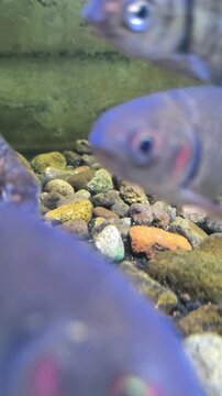 School of Silver Barb Fish Swimming in Aquarium with Gravel
