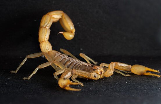 Close-up of a yellow scorpion on a dark textured background. Dangerous venomous arachnid with a curved tail, sting, and open pincers captured in macro detail.