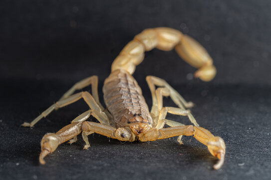 Close-up of a yellow scorpion on a dark textured background. Dangerous venomous arachnid with a curved tail, sting, and open pincers captured in macro detail.