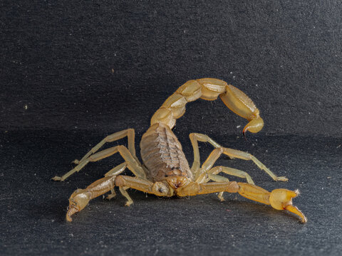Close-up of a yellow scorpion on a dark textured background. Dangerous venomous arachnid with a curved tail, sting, and open pincers captured in macro detail.