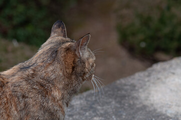 portrait of a cat © AnotherVijion