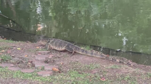 Asian water monitor lizard walking along the edge of a pond in a tropical park
