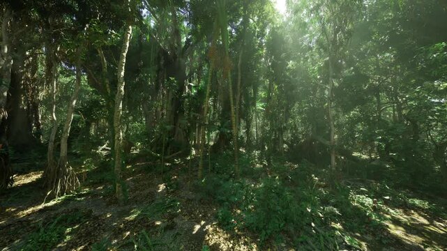 Warm koh samui understory glow in late afternoon with soft filtered light, dense ferns and palms, serene humid ambience, gentle island solitude