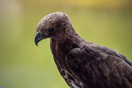 Stunning wildlife photography of a predatory raptor resting and observing its surroundings, isolated on a blurred natural background.