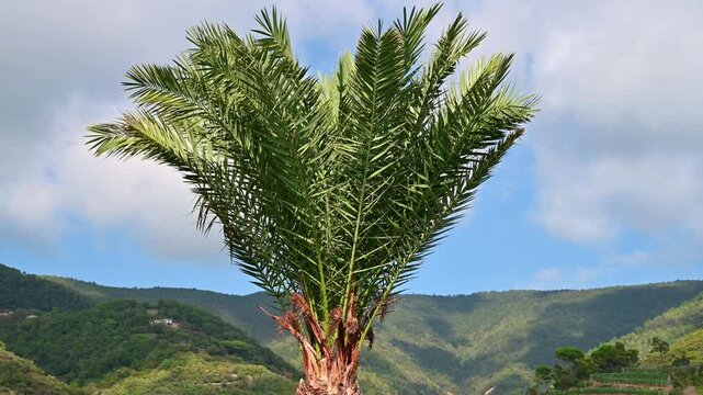 Tall palm tree swaying in breeze on green mountain hillside
