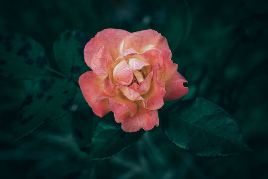 A close up of a pink and orange rose with rain drops