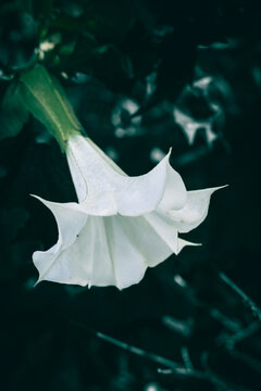 A close up of a white Thornapple flower with rain drops