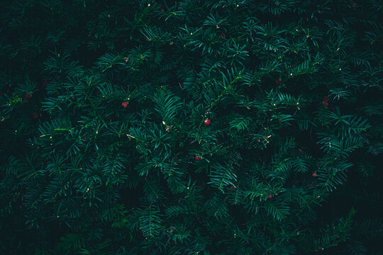 A close up of dark green Yew tree branches texture