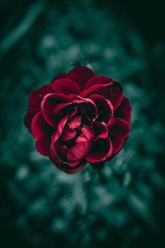 A close up of a single red rose flower with green leaves