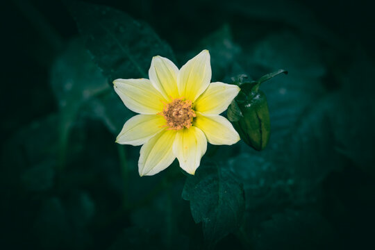 A close up of a yellow Dahlia flower and green leaves