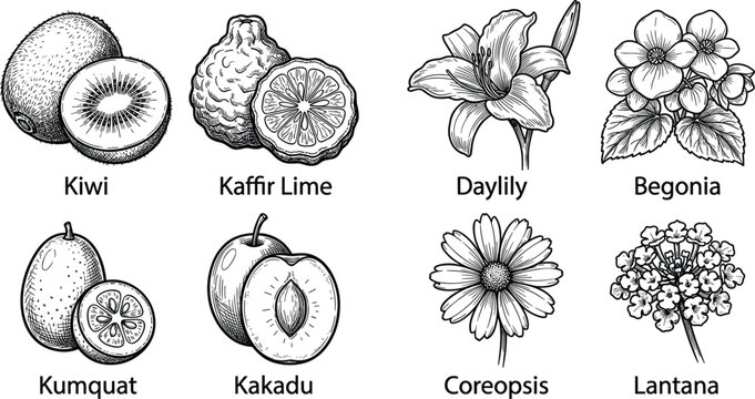 Vintage hand drawn botanical engraving set featuring kiwi kaffir lime daylily begonia kumquat kakadu coreopsis lantana vector