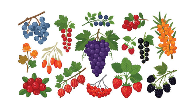 Fresh berries and grapes fruit elements collection set vector illustration with grape strawberry blackberry isolated on white