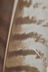 Brown bird feather close up with natural pattern and soft blurred texture © Lumae Nord