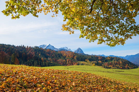meadow with fallen leaves, maple tree branches. view to Wetterstein alps, near Garmisch