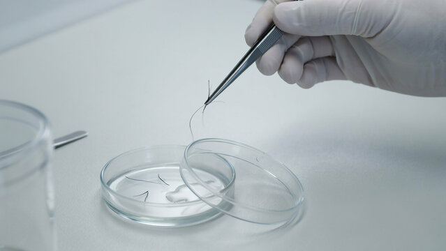 researcher handling specimen sample with tweezers inside petri dish at laboratory