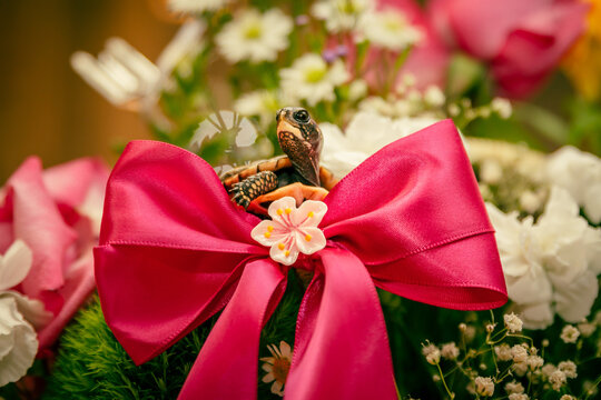 Beautiful small baby turtle on a flower arrangement