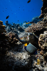 Hawksbill sea turtle resting with emperor angelfish on tropical coral reef. © PIPE DIVE UNDERWATER