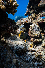 Hawksbill sea turtle resting with emperor angelfish on tropical coral reef. © PIPE DIVE UNDERWATER