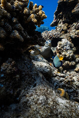 Hawksbill sea turtle resting with emperor angelfish on tropical coral reef. © PIPE DIVE UNDERWATER