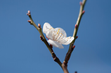 cherry blossom in spring © AnotherVijion