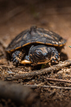 Close-up  of a baby turtle on the ground