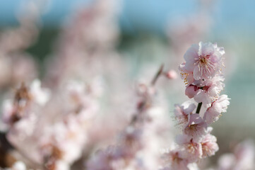 cherry blossom in spring © AnotherVijion