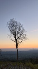 Fototapeta premium Leafless tree on hill at sunset.