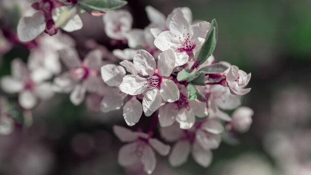 Spring flowering tree, shallow depth of field. Beautiful floral spring abstract background of nature.  For easter and spring greeting cards.