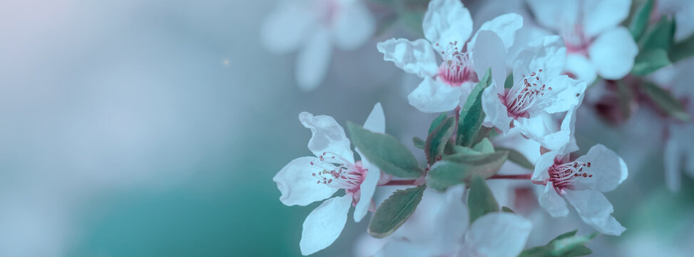 Beautiful floral spring abstract background of nature.