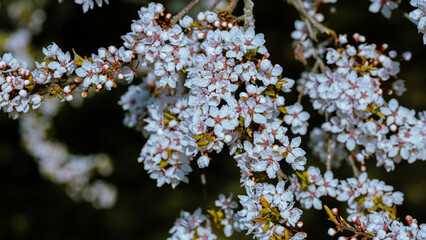 Obraz premium Spring flowering tree, shallow depth of field. Beautiful floral spring abstract background of nature. For easter and spring greeting cards.
