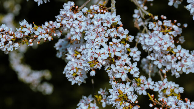 Spring flowering tree, shallow depth of field. Beautiful floral spring abstract background of nature.  For easter and spring greeting cards.