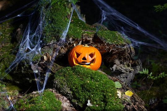 Halloween pumpkin on mossy stump in the forest. Old stump is covered with spiderweb. Concept of Halloween event.