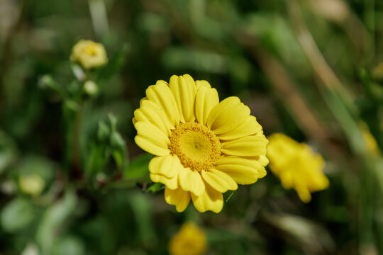 Yellow corn marigold flower blooming in spring nature