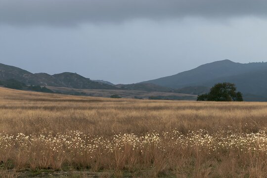 Cloudy foothill meadow with tall grass and distant mountains