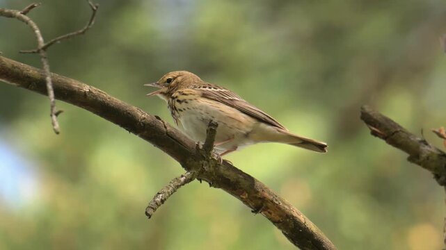 tree pipit (Anthus trivialis) singing on branch