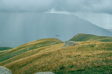 Rolling hills covered in golden grass under cloudy sky. Single bird flies above distant mountains. Scene feels calm, peaceful, and slightly mysterious. Ideal for nature, travel, or adventure themes © Pauli