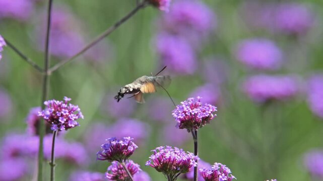 hummingbird hawk-moth (Macroglossum stellatarum) flying around and pollinating flowers in slow motion